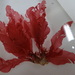 Delesseria sanguinea - Photo (c) Valentin de Mazancourt, algunos derechos reservados (CC BY-NC), subido por Valentin de Mazancourt