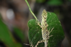 Anolis eulaemus