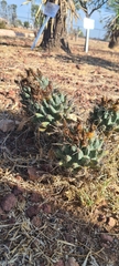 Coryphantha octacantha