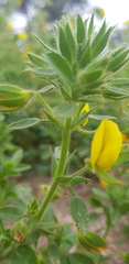 Ononis pubescens