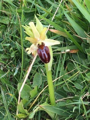 Ophrys sphegodes sphegodes