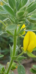 Ononis pubescens