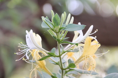 Japanese honeysuckle