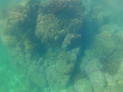 Caranx
