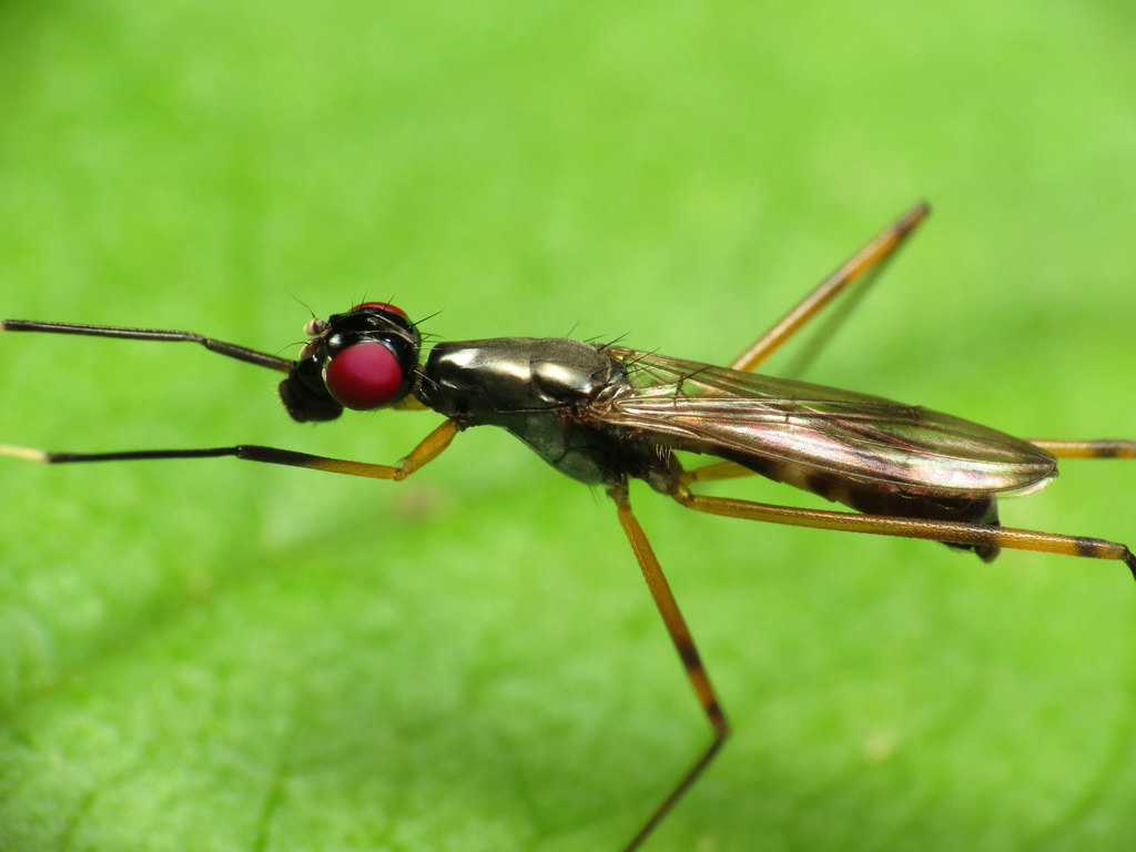 Taeniapterinae