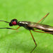 Taeniapterinae - Photo (c) Katja Schulz, μερικά δικαιώματα διατηρούνται (CC BY)