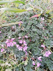 Erodium cicutarium