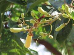 Amphilophium lactiflorum