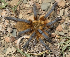 Harpactira pulchripes