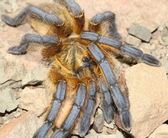 Harpactira pulchripes