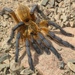 Golden Blue Leg Baboon Spider - Photo (c) Alex Rebelo, some rights reserved (CC BY-NC), uploaded by Alex Rebelo