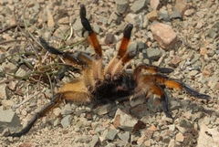 Harpactira pulchripes