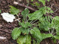 Adenocaulon chilense