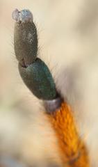 Harpactira pulchripes