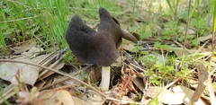 Helvella compressa