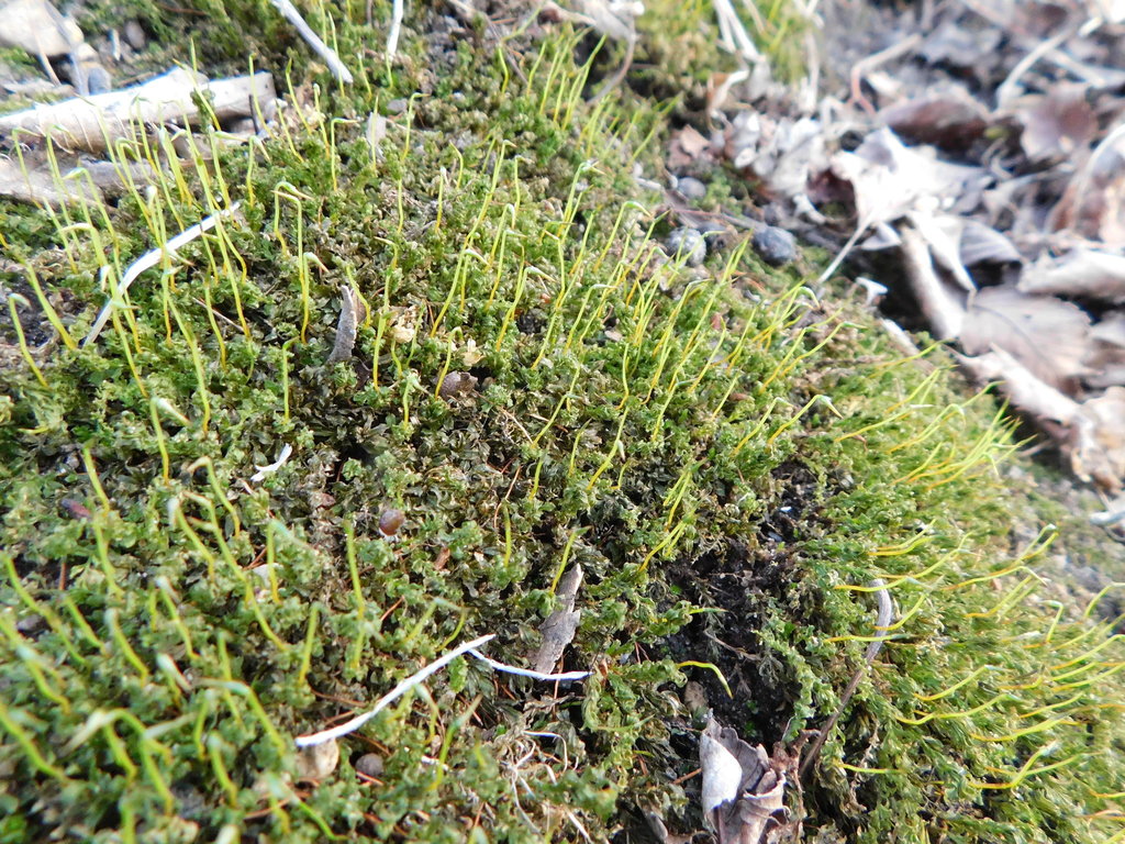 Woodsy Thyme-moss From North Park, Chicago, Il, Usa On March 22, 2021 