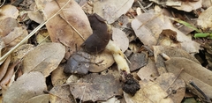 Helvella compressa