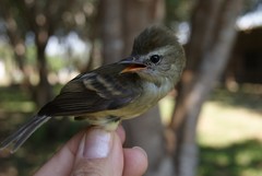 Cnemotriccus fuscatus