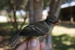 Cnemotriccus fuscatus