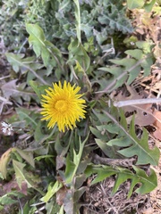 Taraxacum
