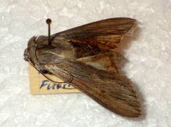 Cucullia umbratica