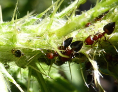 Crematogaster castanea