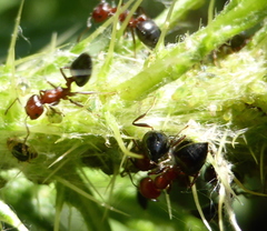 Crematogaster castanea