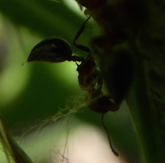 Crematogaster castanea
