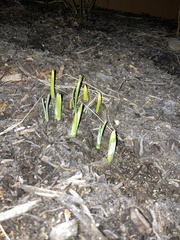 Hyacinthus orientalis