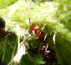 Crematogaster castanea