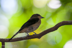 Trichothraupis melanops