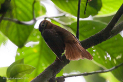 Philydor atricapillus