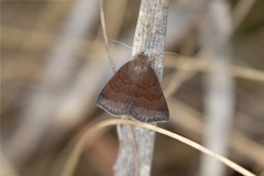 Argyrostrotis deleta