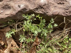 Ammoselinum butleri