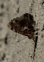 Catapaecilma major