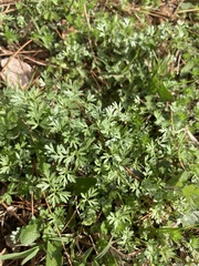 Ammoselinum butleri