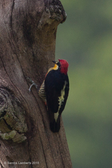 Melanerpes flavifrons