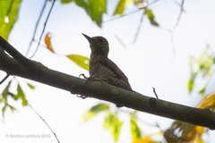 Dryobates maculifrons