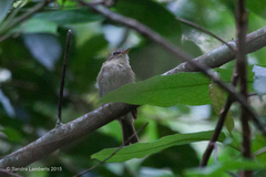 Lathrotriccus euleri