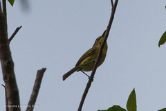 Todirostrum poliocephalum