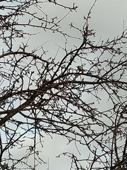 Parus major