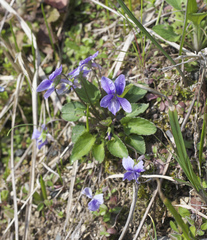 Viola philippica