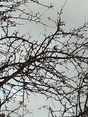 Parus major