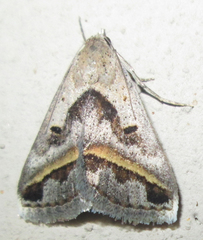 Acantholipes