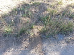 Thomomys monticola