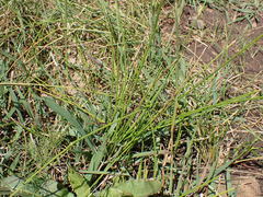 Schoenoplectus muricinux