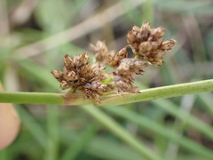 Schoenoplectus muricinux