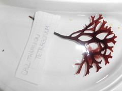 Callithamnion tetragonum