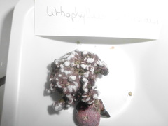 Lithophyllum incrustans