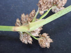 Schoenoplectus muricinux